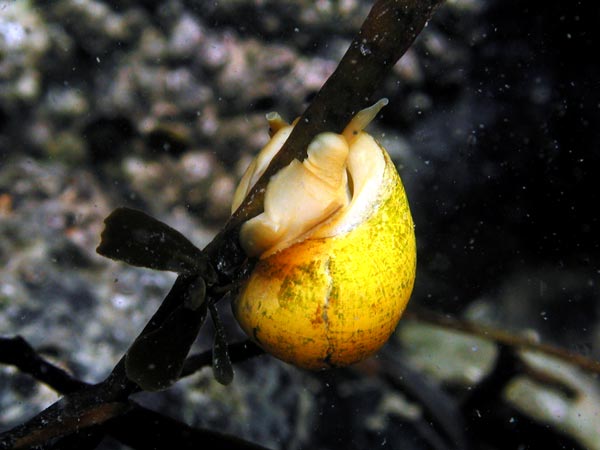 Littorina obtusata